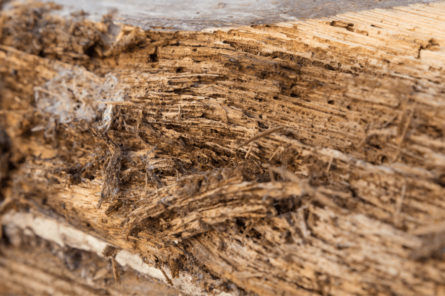 Common Wood Defects 1 Min