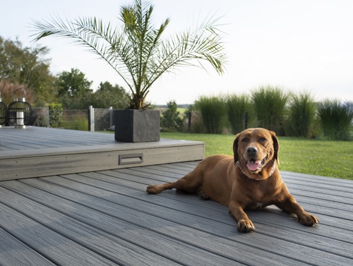 Dog On Deck